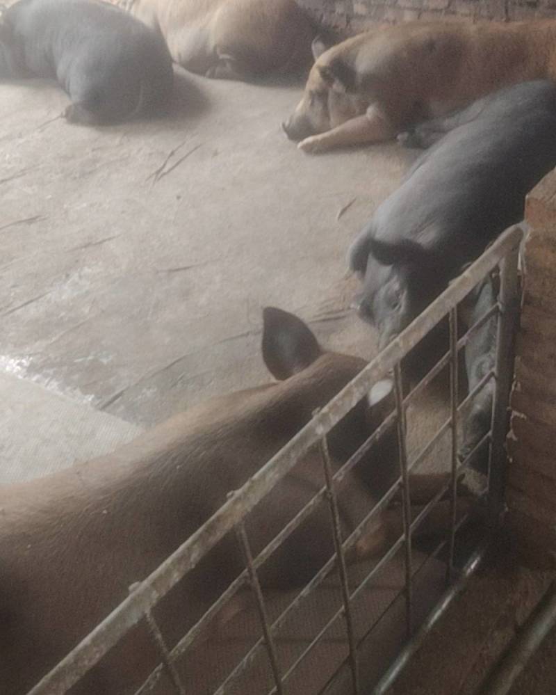 卖猪