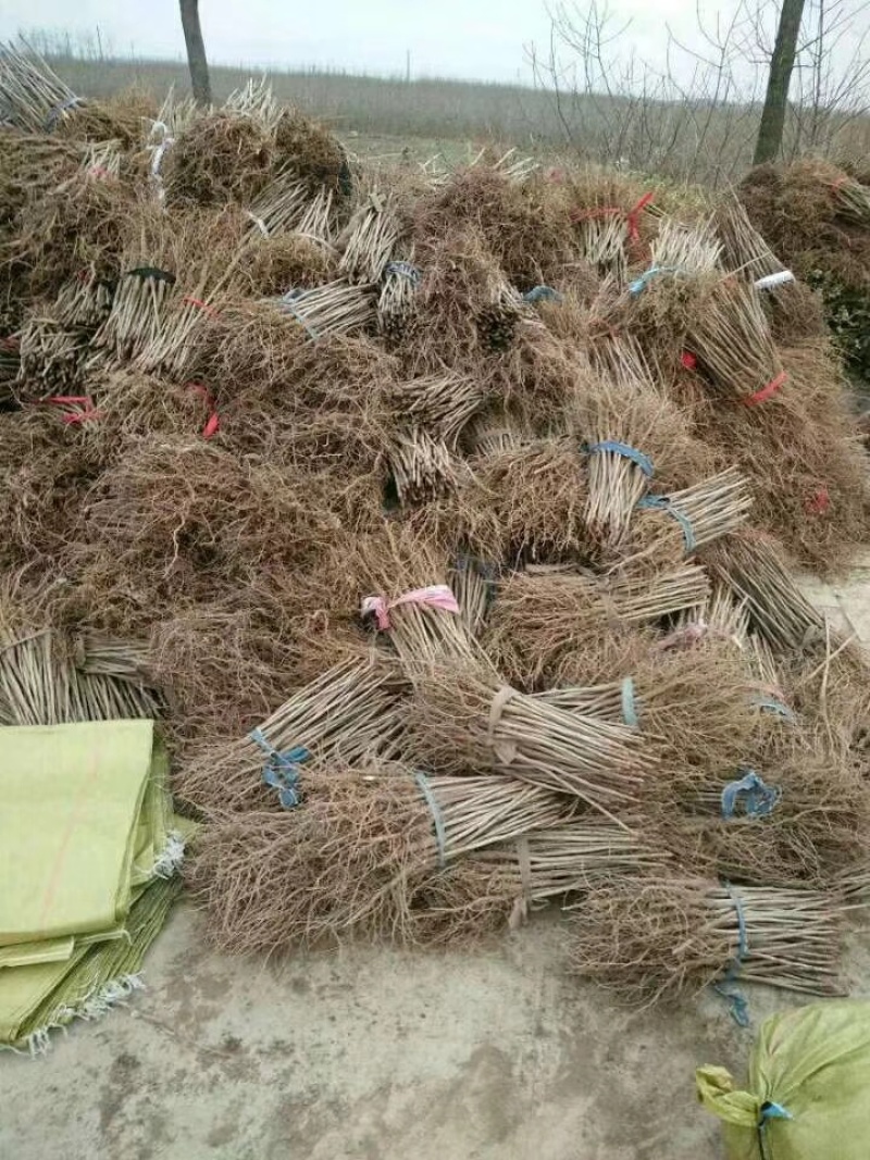苗圃出售一年生银杏小苗基地自产自销