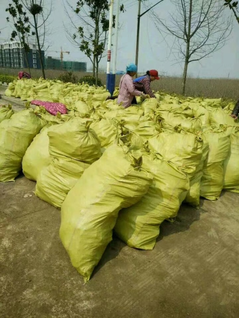 苗圃出售一年生银杏小苗基地自产自销