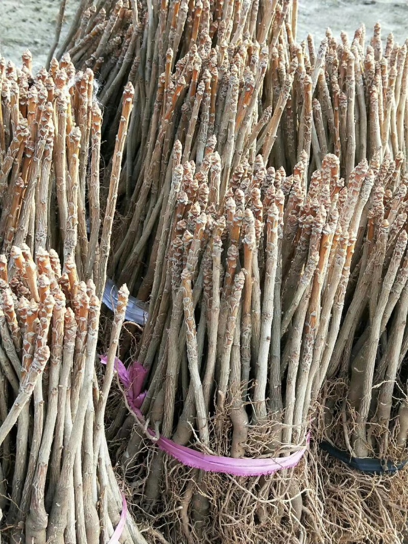 苗圃出售一年生银杏小苗基地自产自销