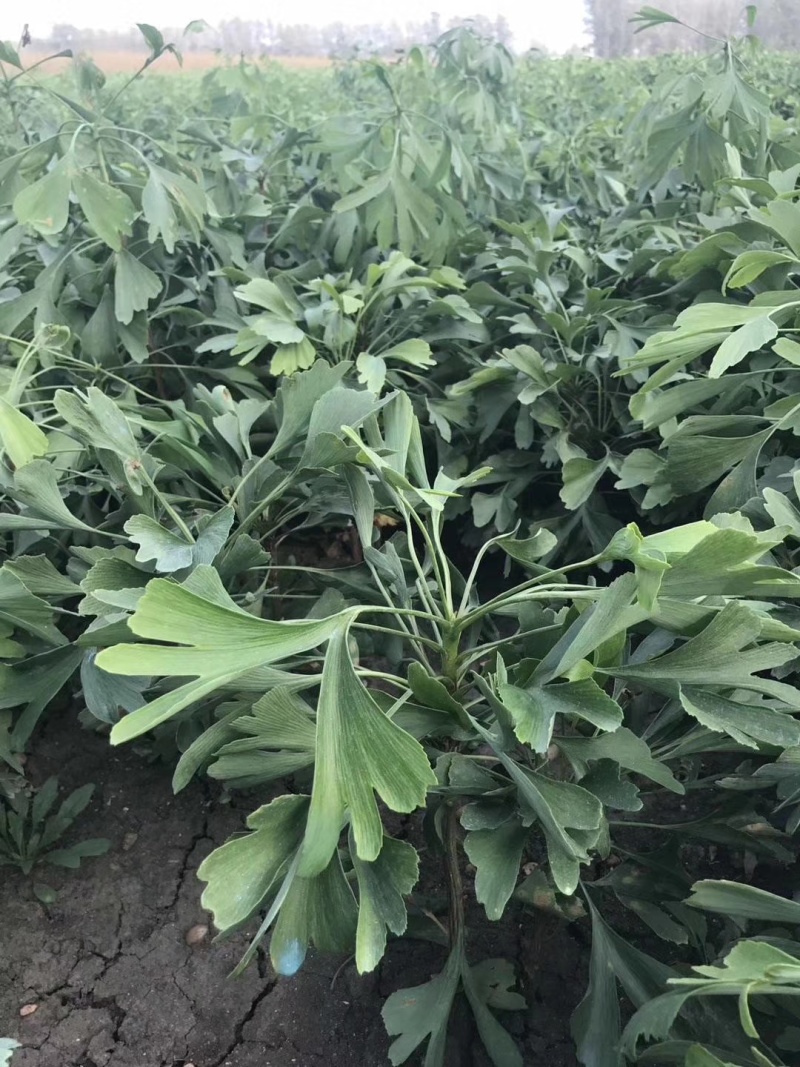 苗圃出售一年生银杏小苗基地自产自销