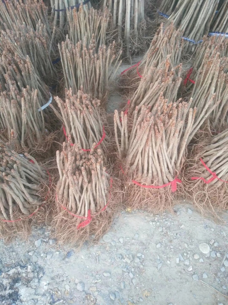 苗圃出售一年生银杏小苗基地自产自销