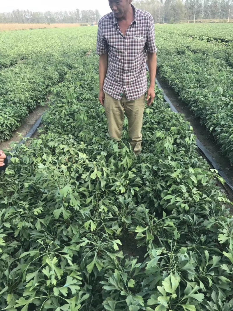 苗圃出售一年生银杏小苗基地自产自销