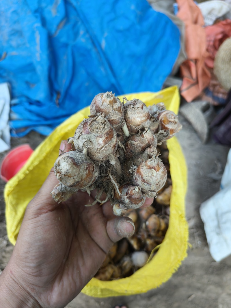 新鲜广东大沙姜，味道正10元