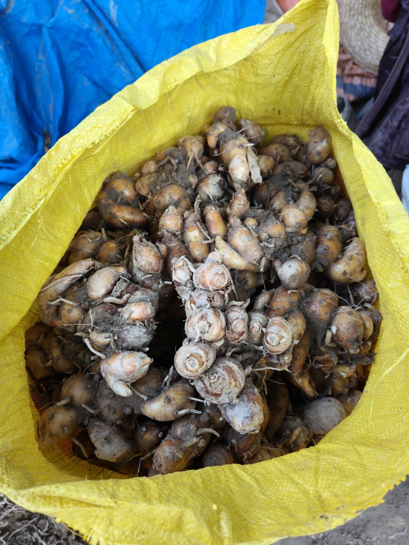 新鲜广东大沙姜，味道正10元