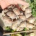 新鲜广东大沙姜，味道正10元