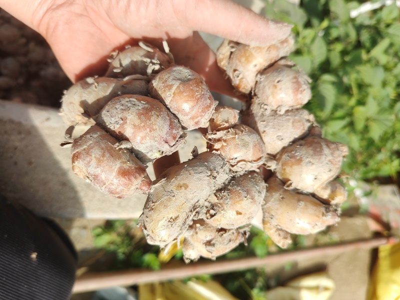 新鲜广东大沙姜，味道正10元