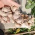 新鲜广东大沙姜，味道正10元