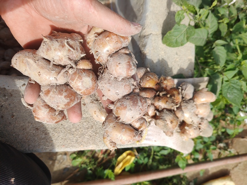新鲜广东大沙姜，味道正10元