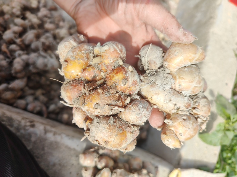 新鲜广东大沙姜，味道正10元