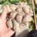 新鲜广东大沙姜，味道正10元