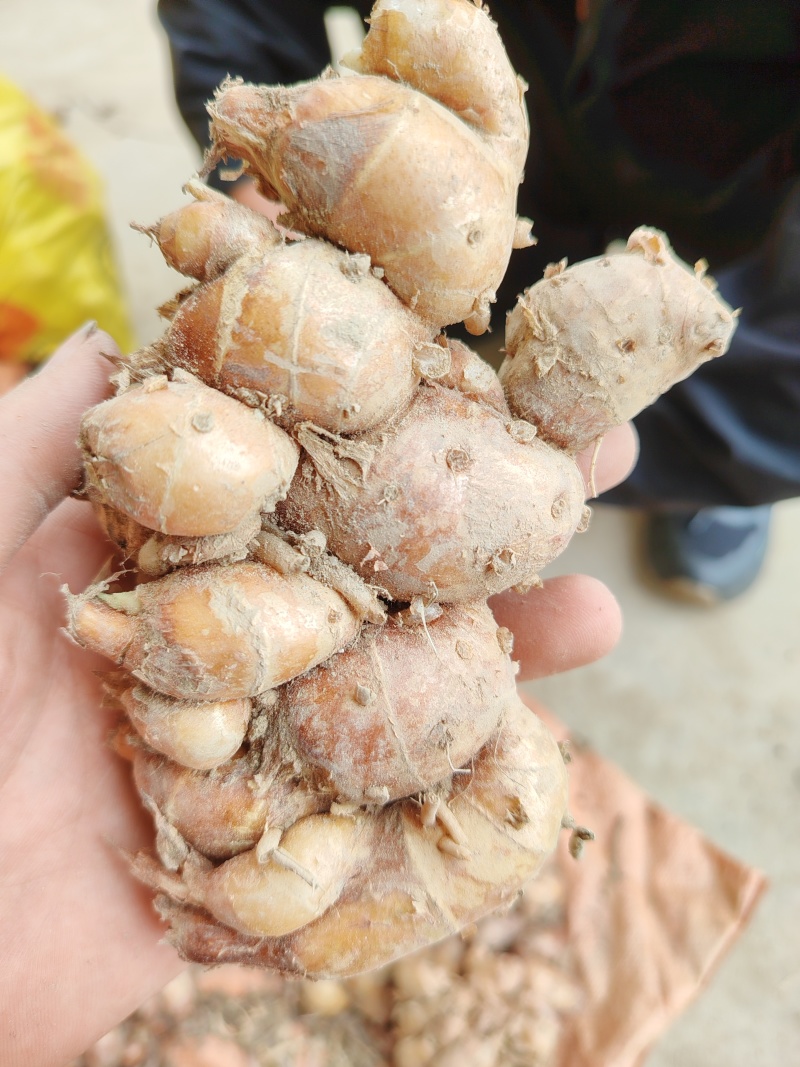 新货广东大沙姜9成干库存50000斤可发来名片联系
