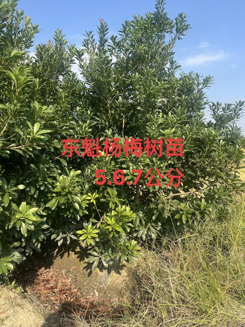 东魁杨梅树5-7公分，处理价