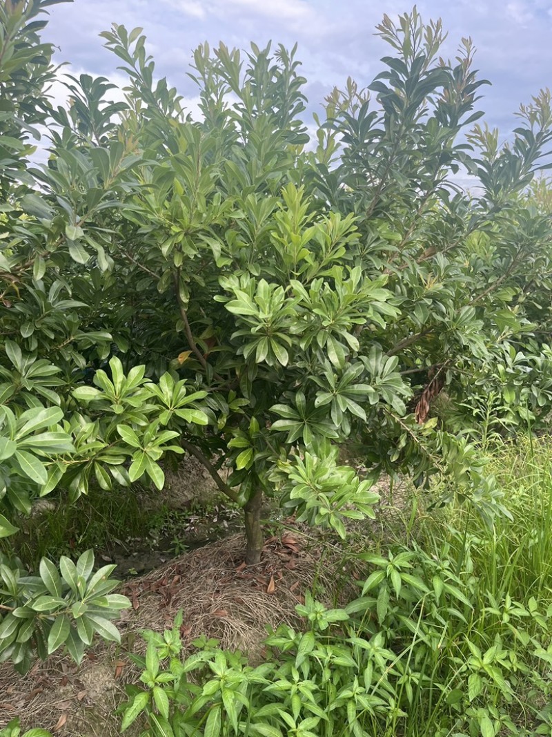 东魁杨梅树5-7公分，处理价