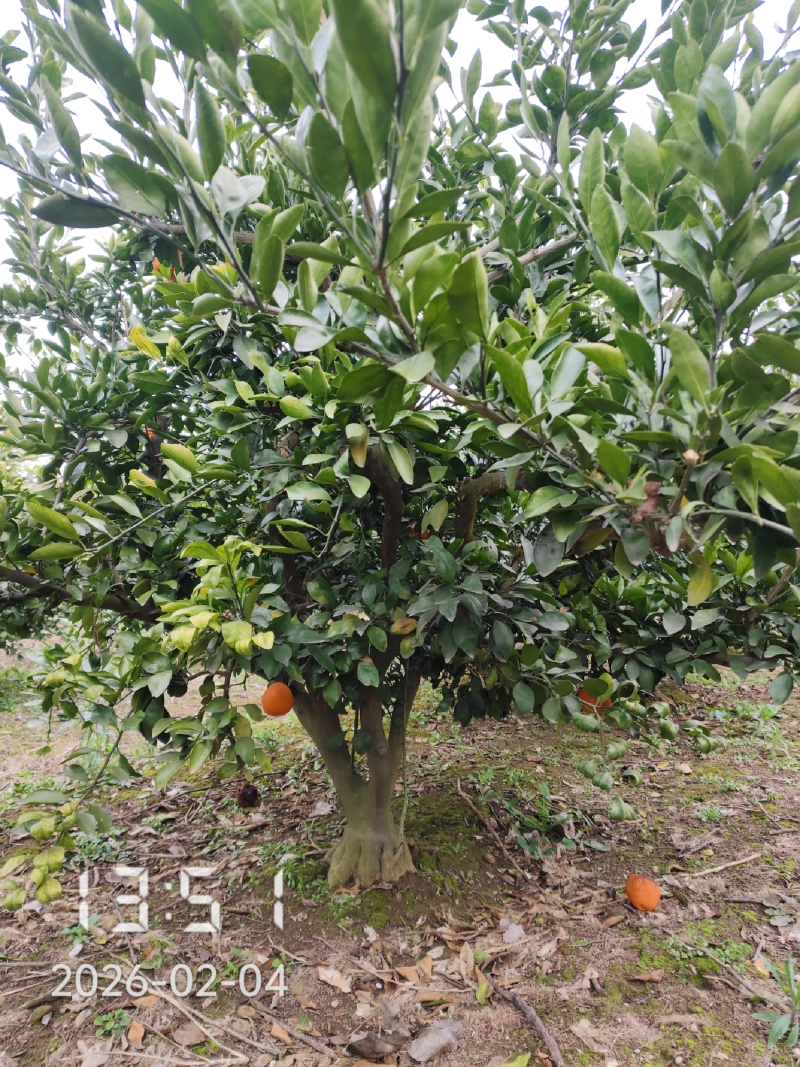 8-12公分桔子树大量出售，供应