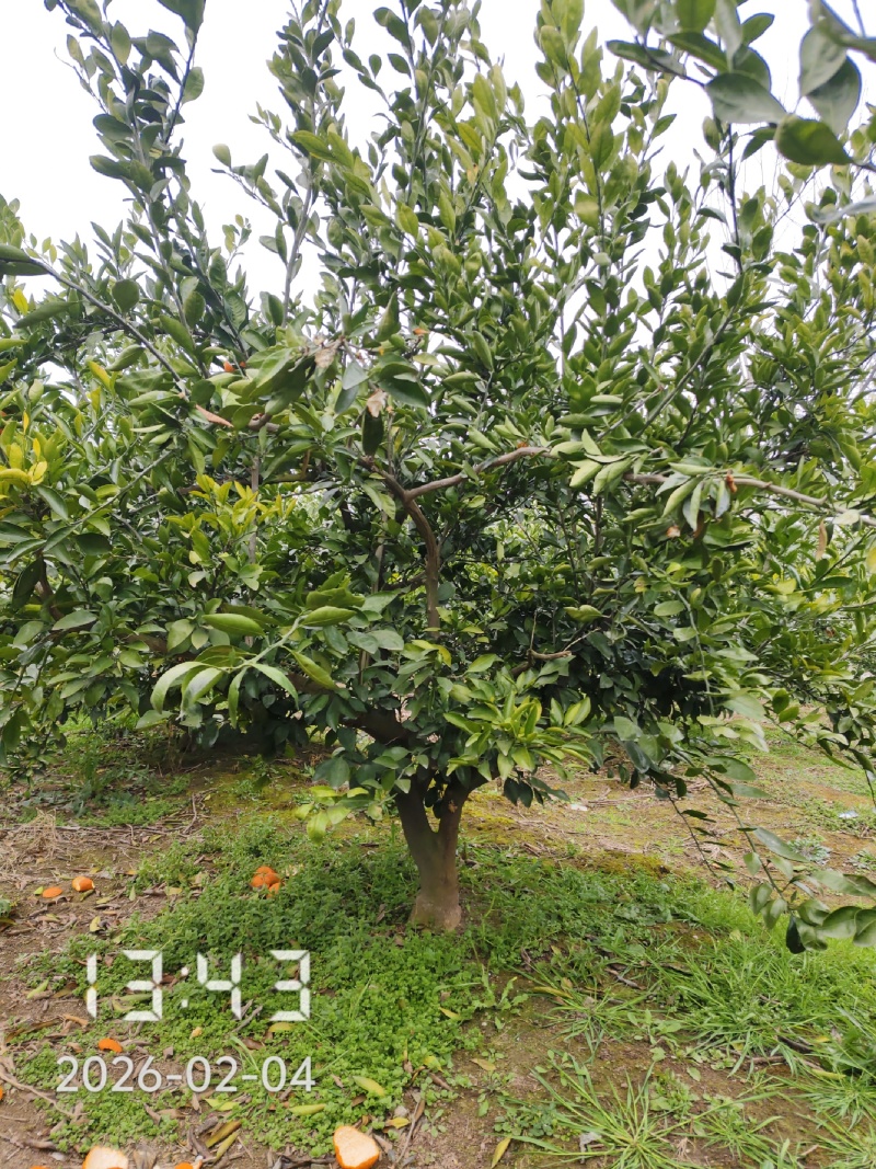 8-12公分桔子树大量出售，供应