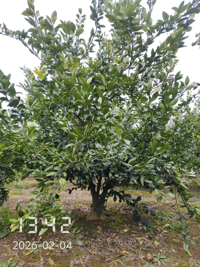 8-12公分桔子树大量出售，供应