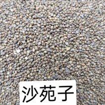 沙菀子，中药材，养生，沙菀子山西产区欢迎采购