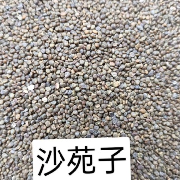 沙菀子，中药材，养生，沙菀子山西产区欢迎采购