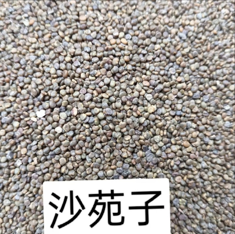沙菀子，中药材，养生，沙菀子山西产区欢迎采购