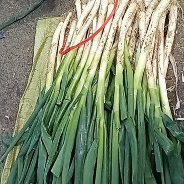 山东大葱