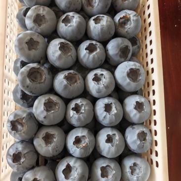 山东蓝莓L11大量上市产地直供量大价优
