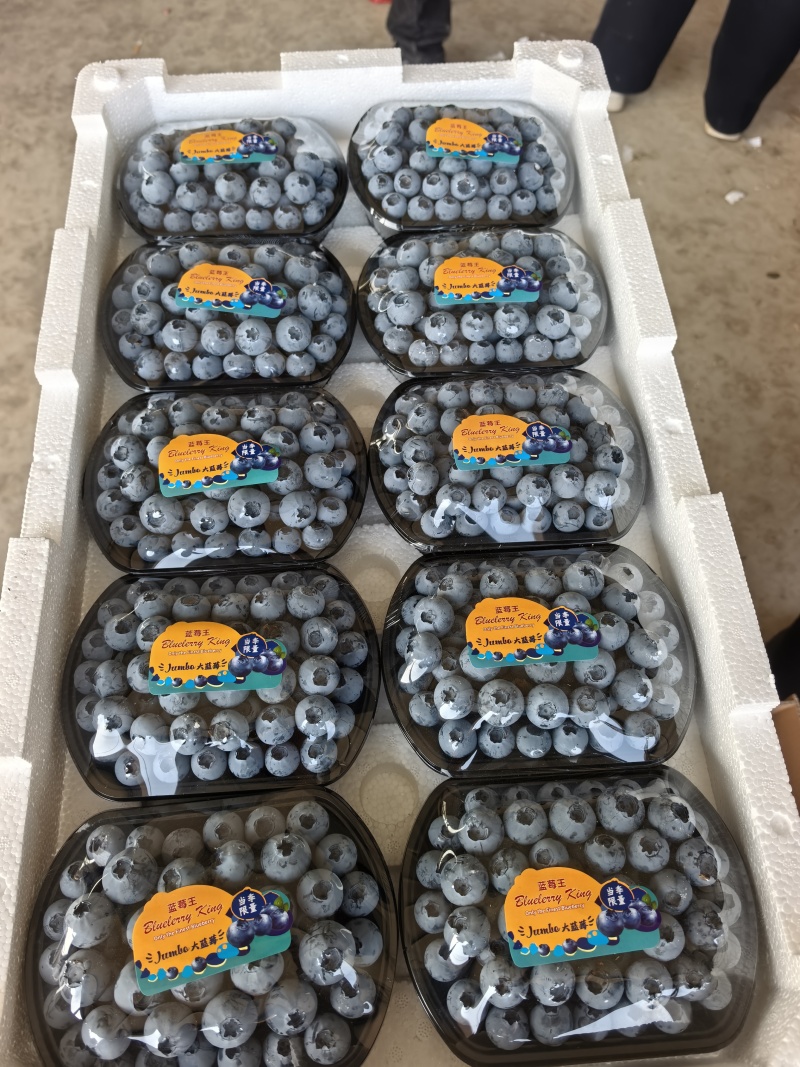 山东蓝莓L11大量上市产地直供量大价优