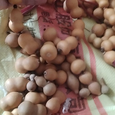葫芦，量大价格美丽