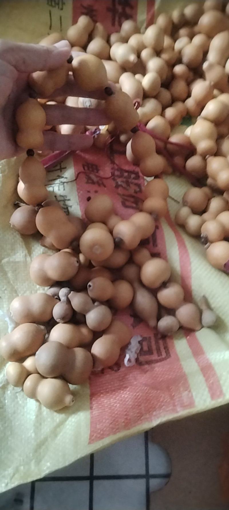 葫芦，量大价格美丽