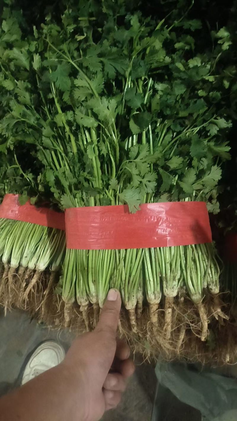 小叶香菜，山东聊城铁杆青小叶香菜，铁杆青