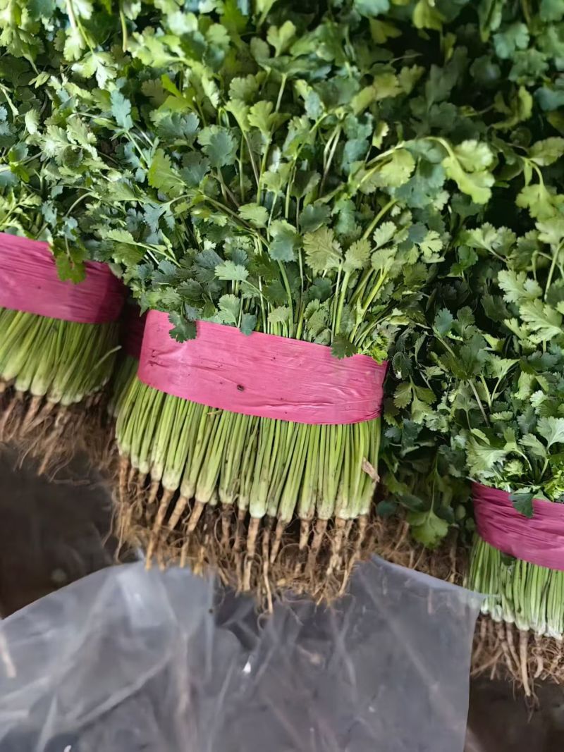 小叶香菜，山东聊城铁杆青小叶香菜，铁杆青
