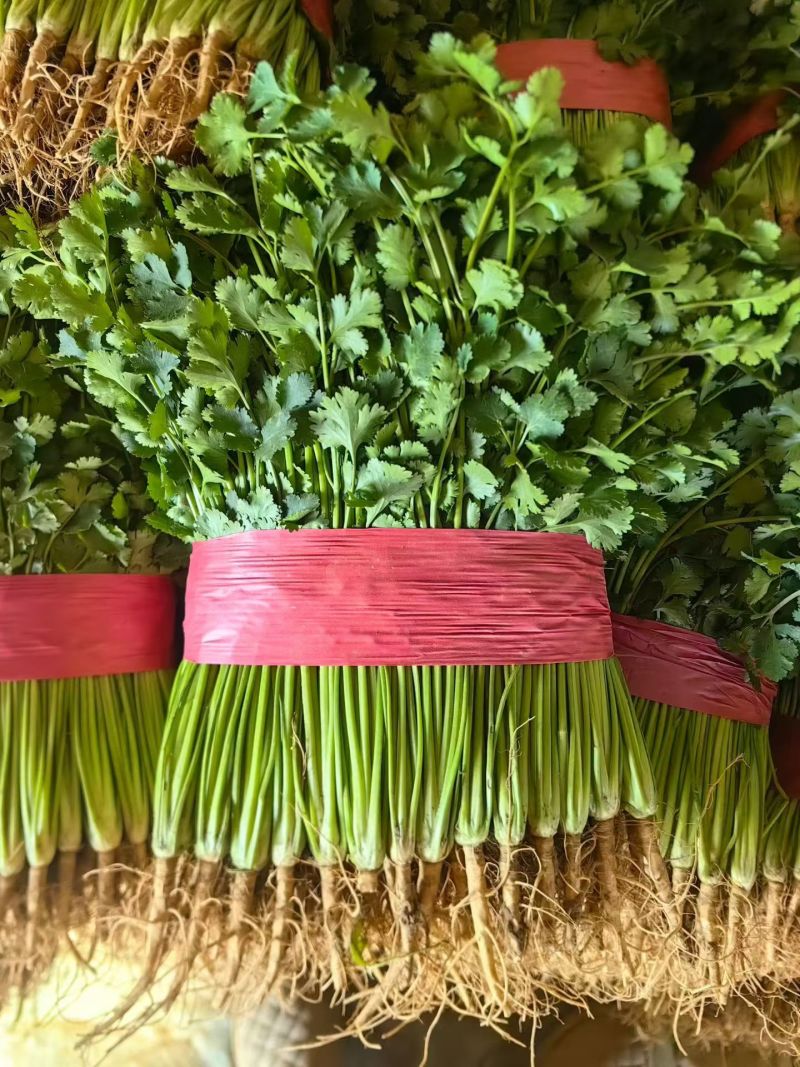 小叶香菜，山东聊城铁杆青小叶香菜，铁杆青