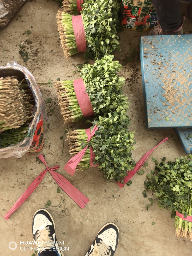 小叶香菜，山东聊城铁杆青小叶香菜，铁杆青