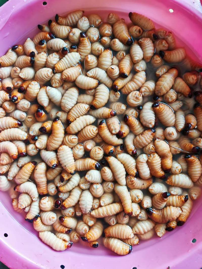 广东竹虫新鲜竹虫活竹虫大量供应产地直发欢迎来电