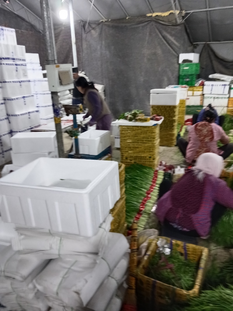 寿光精品头茬韭菜，现割现包装，当天可发货，量大
