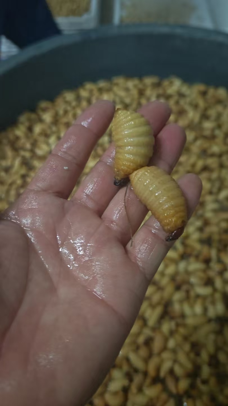 广东竹笋虫活虫速冻品，大量发货，品质保证，欢迎来电