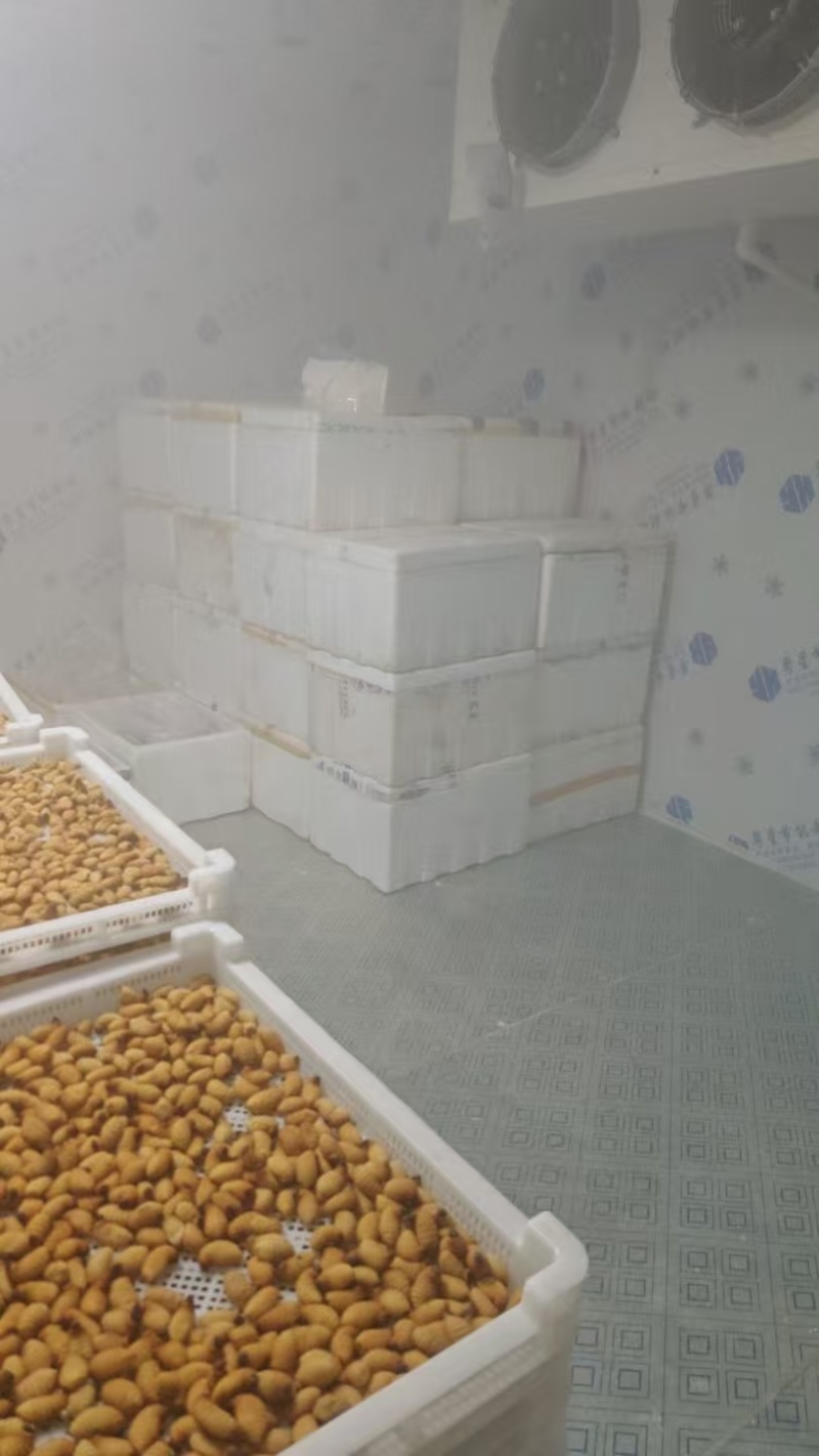 广东竹笋虫活虫速冻品，大量发货，品质保证，欢迎来电