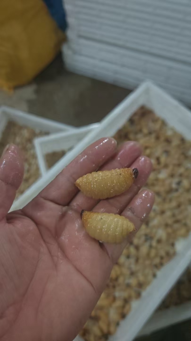 广东竹笋虫活虫速冻品量大从优价格可议产地直发欢迎来电选购