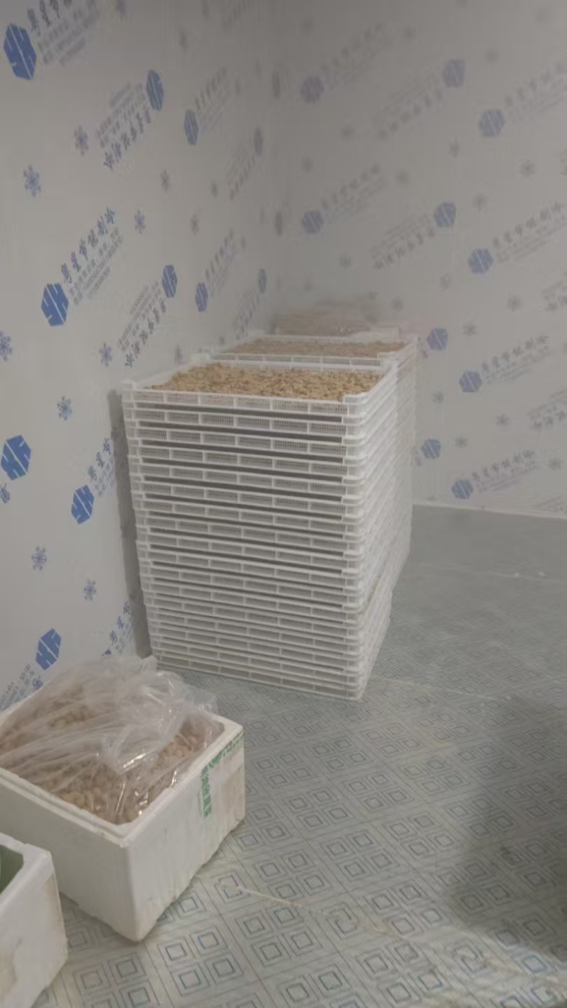 广东竹笋虫活虫速冻品量大从优价格可议产地直发欢迎来电选购