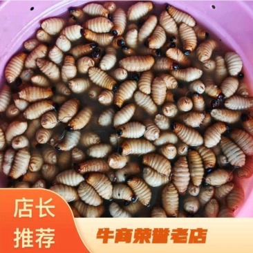 广东竹虫产地直发对接批发代办产品直发品质保证