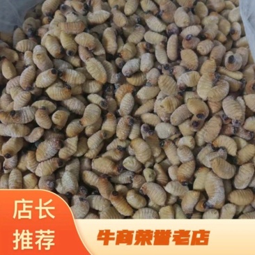 广东竹笋虫活虫速冻品，大量发货，品质保证，欢迎来电