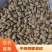 广东竹笋虫活虫速冻品，大量发货，品质保证，欢迎来电