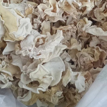 白木耳品质保证电商白木耳用，白玉木耳电商专用价格便宜白耳