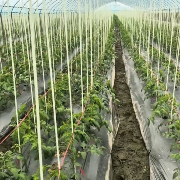 工厂直发玻璃纤维杆弓子植物爬藤架可反复使用10-20年