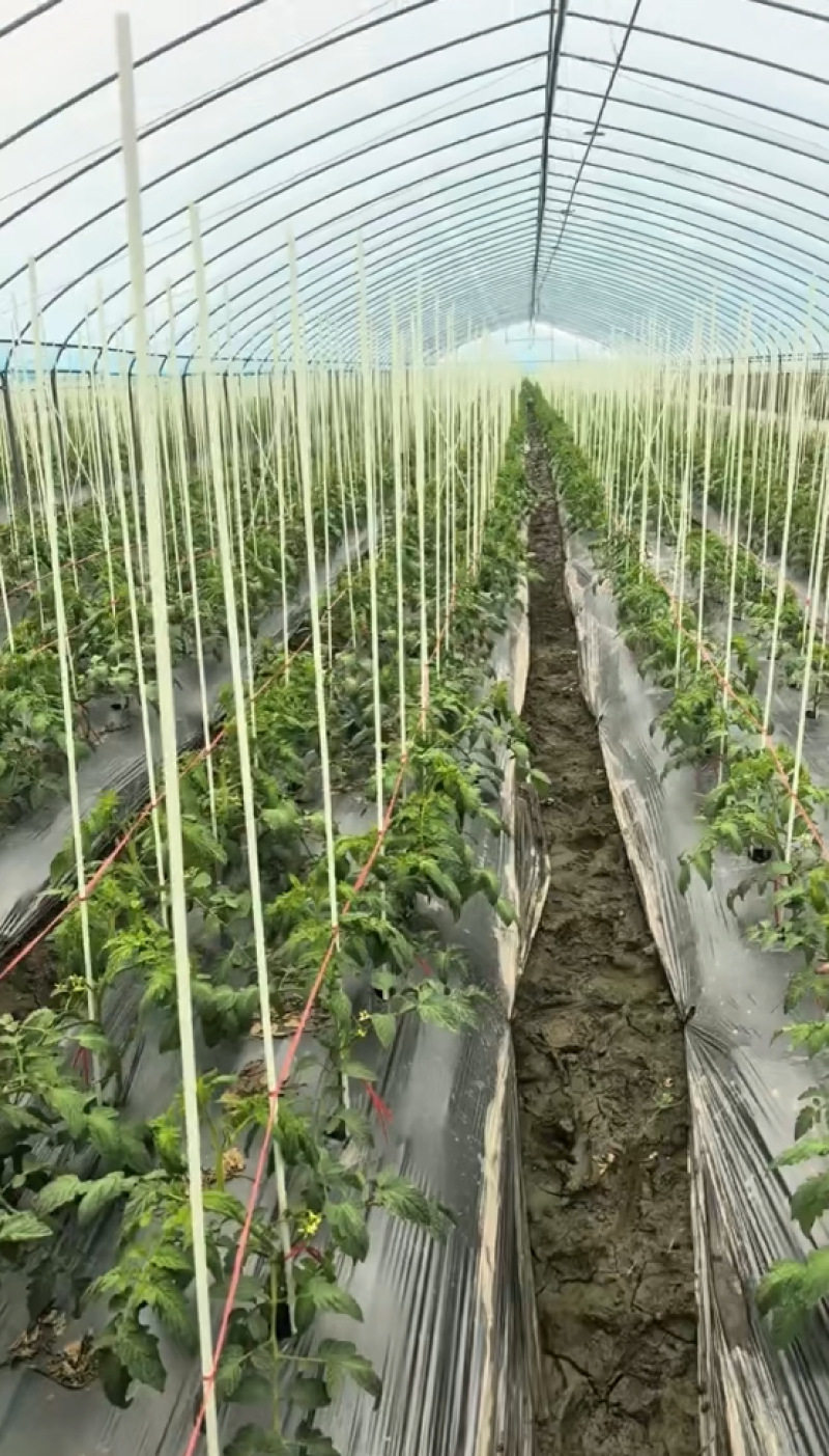 工厂直发玻璃纤维杆弓子植物爬藤架可反复使用10-20年