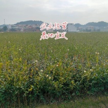 高产嫁接油茶苗茶树苗