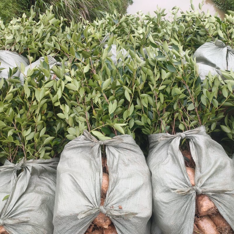 高产嫁接油茶苗茶树苗