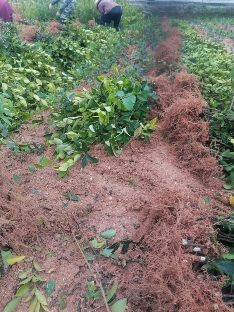 高产嫁接油茶苗茶树苗