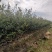 高产嫁接油茶苗茶树苗