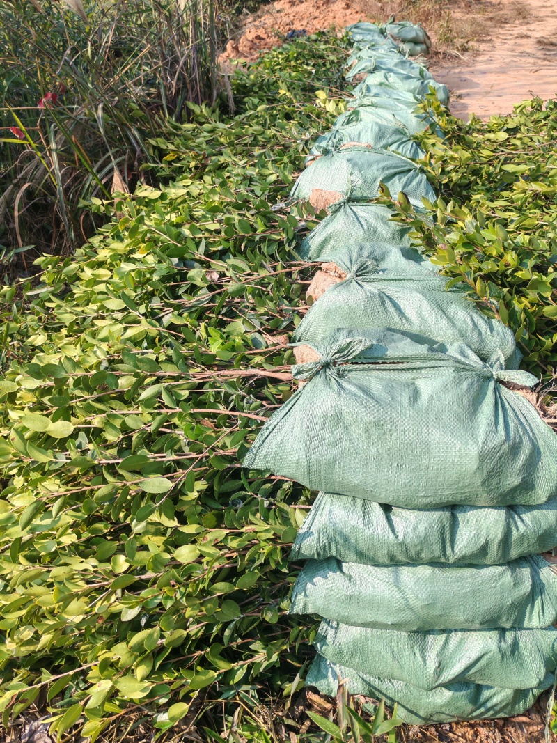 高产嫁接油茶苗茶树苗